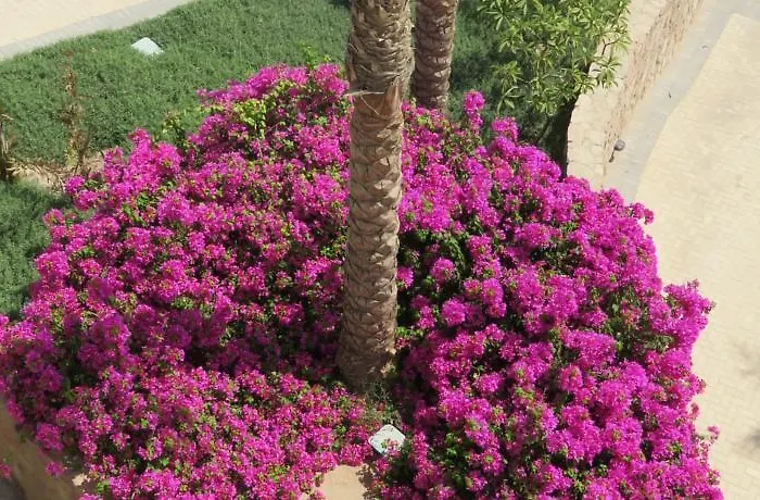 Azzurra Two-bedroom At Sahl Hasheesh *